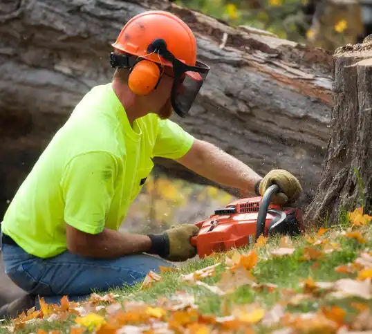 tree services Bay Port